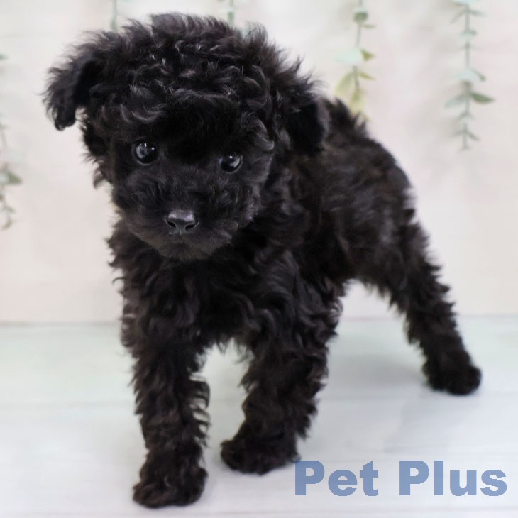 トイ・プードル