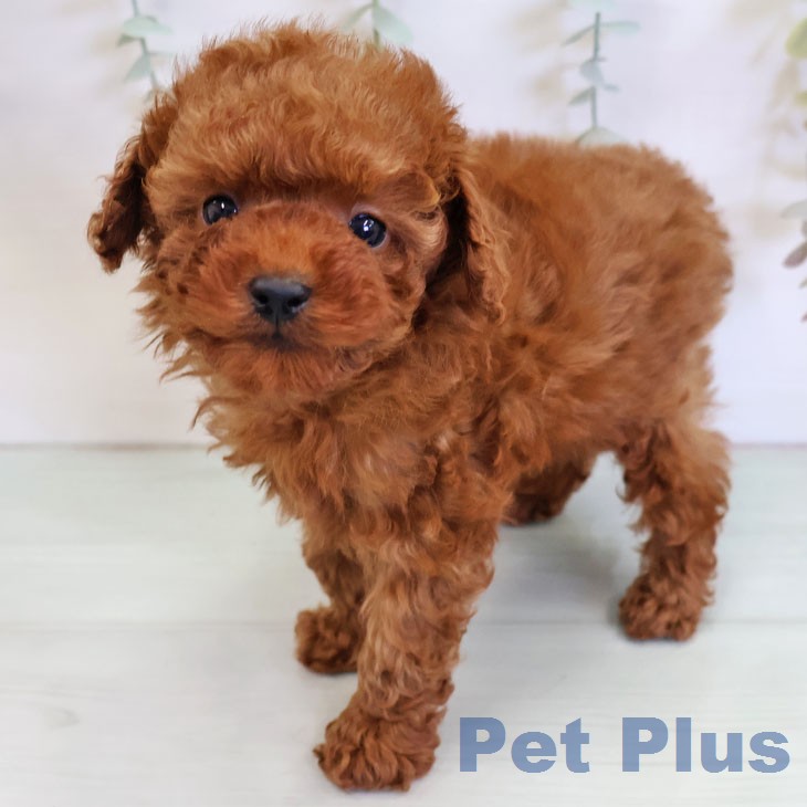 トイ・プードル