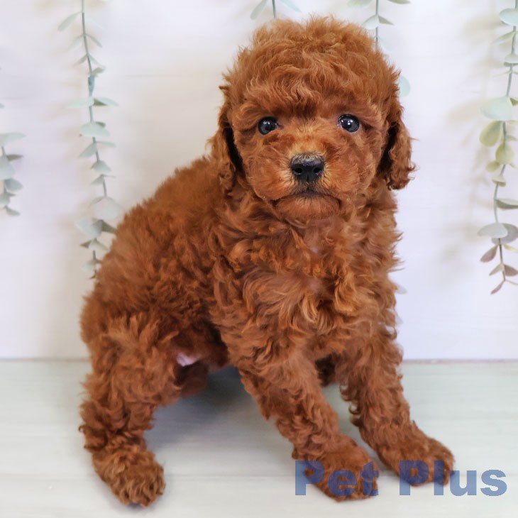 トイ・プードルの写真2