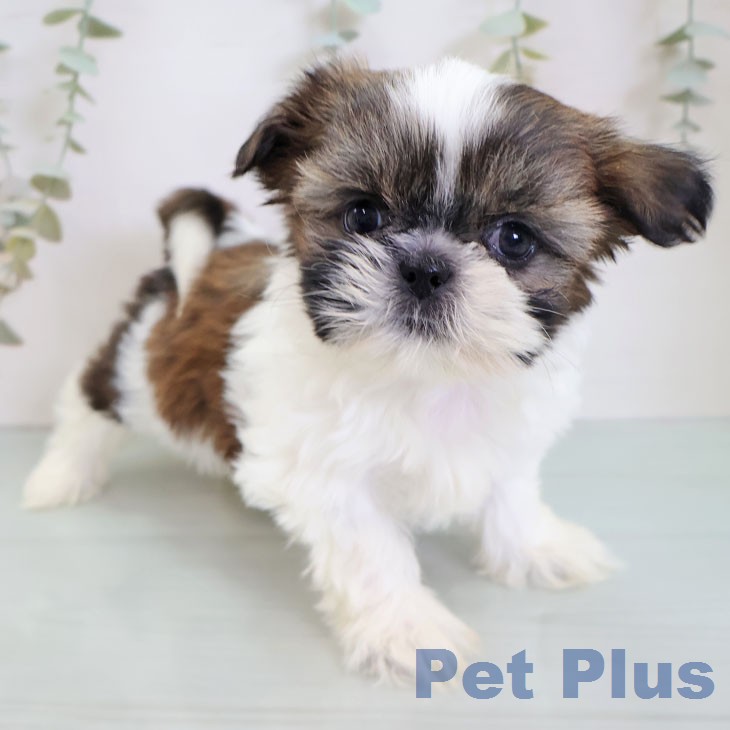 シー・ズーの写真1