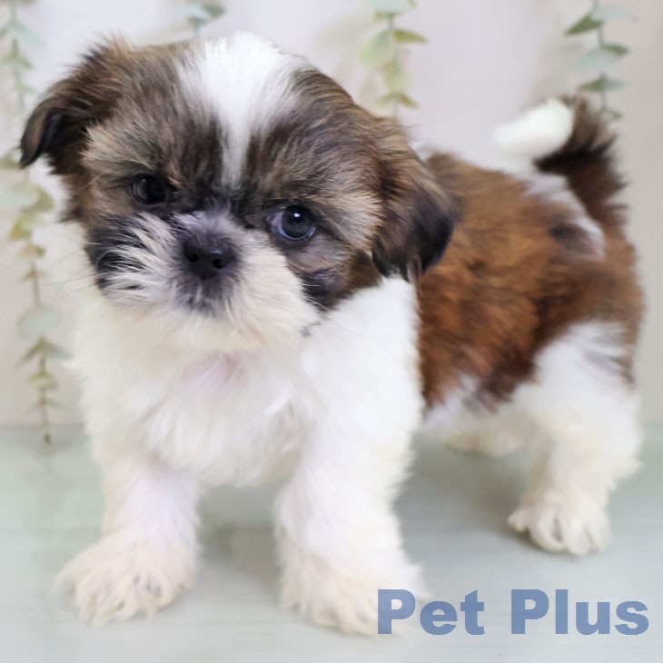 シー・ズーの写真2