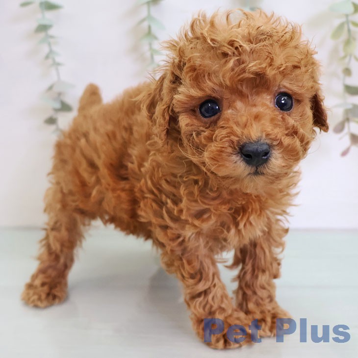 トイ・プードルの写真2