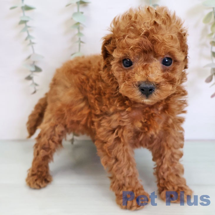 トイ・プードル