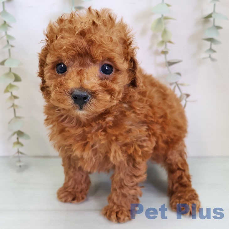 トイ・プードルの写真2