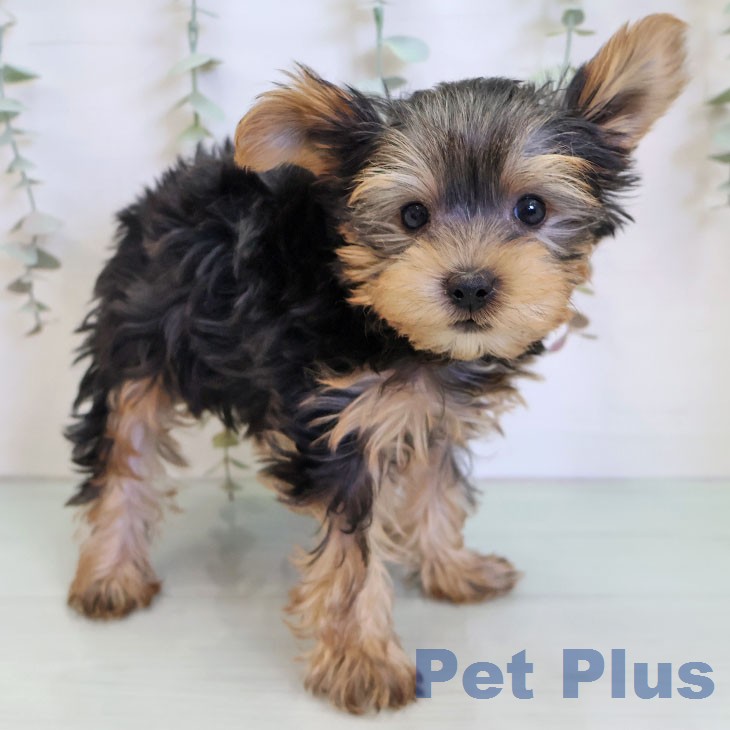 ヨークシャー・テリア