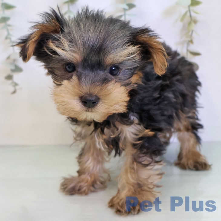 ヨークシャー・テリア