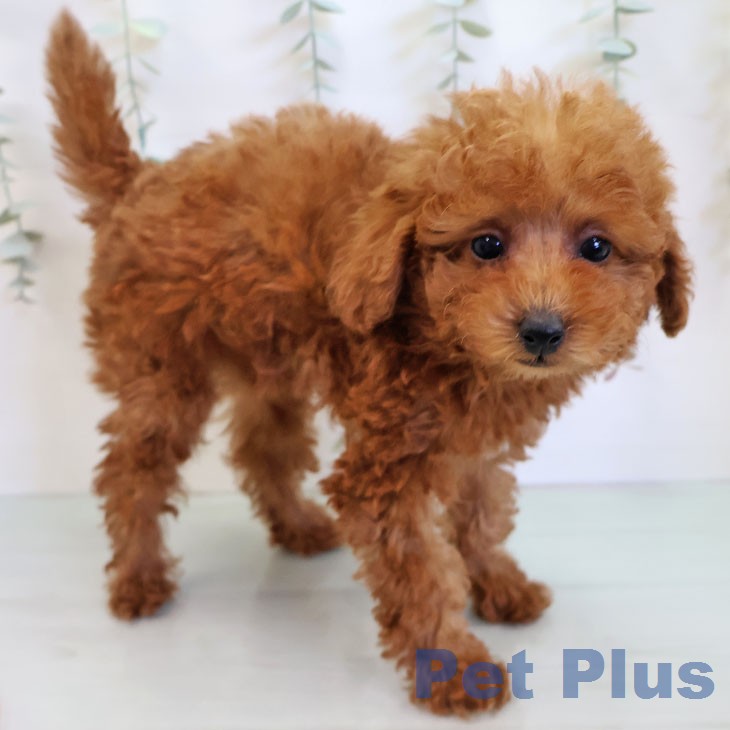 トイ・プードル