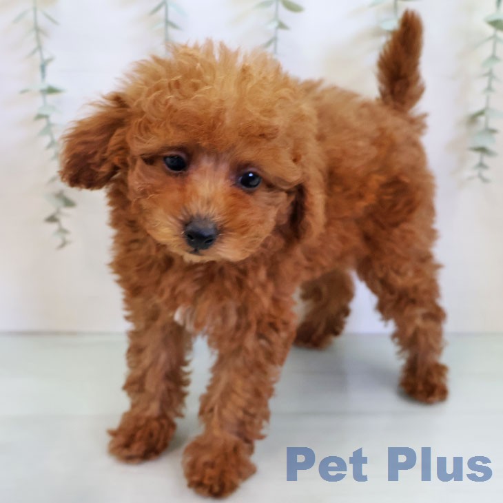 トイ・プードルの写真2