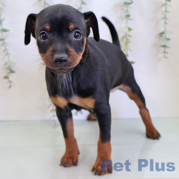 ミニチュア・ピンシャー