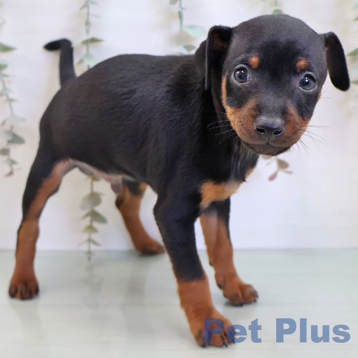 ミニチュア・ピンシャー