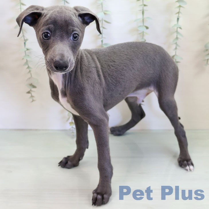 イタリアン・グレーハウンドの写真1