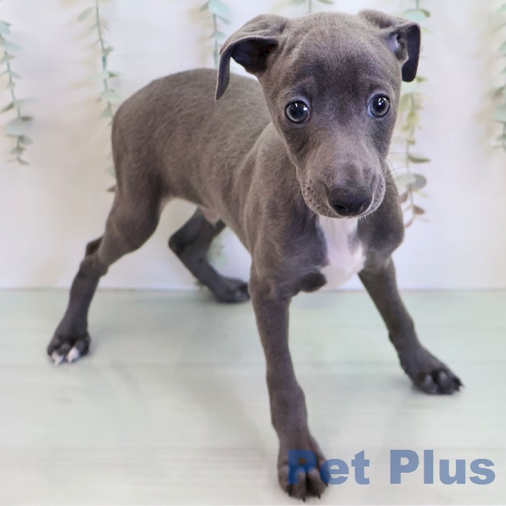 イタリアン・グレーハウンドの写真2