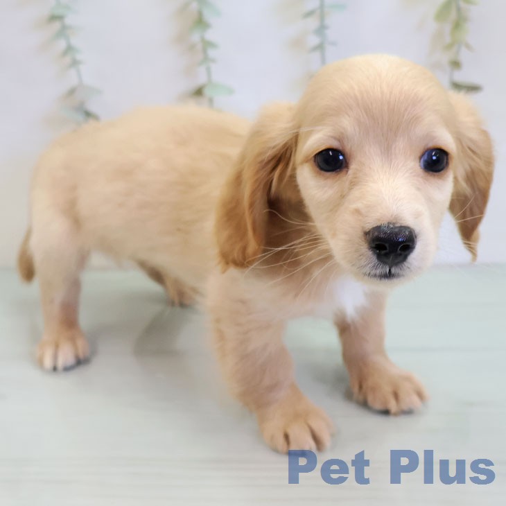 ミニチュア・ダックスフンドの写真2