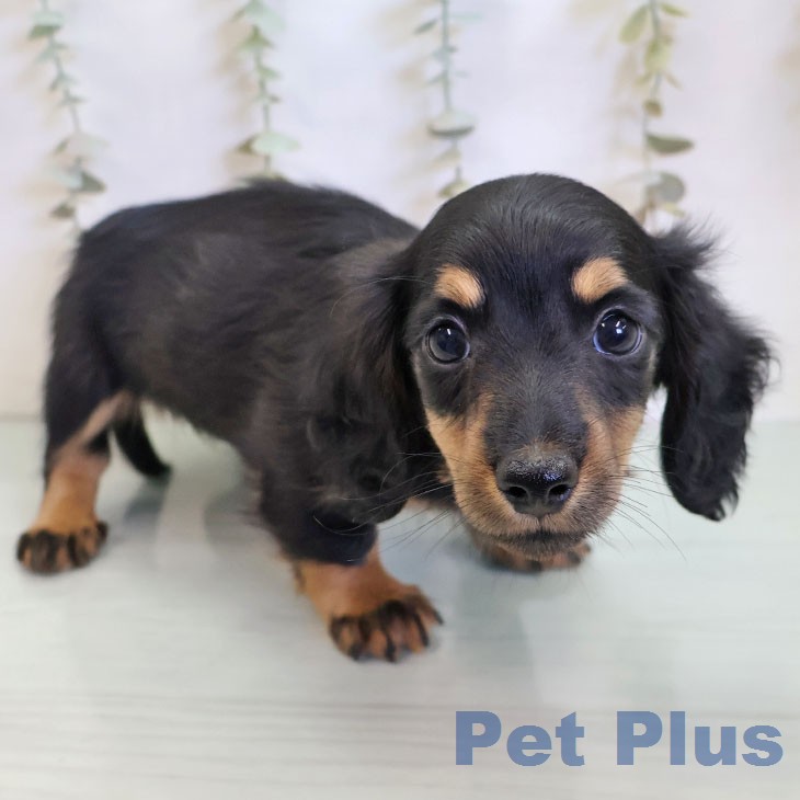 ミニチュア・ダックスフンド