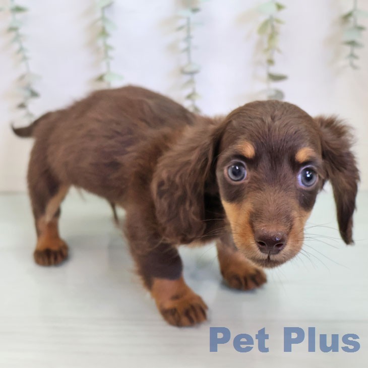 ミニチュア・ダックスフンドの写真2