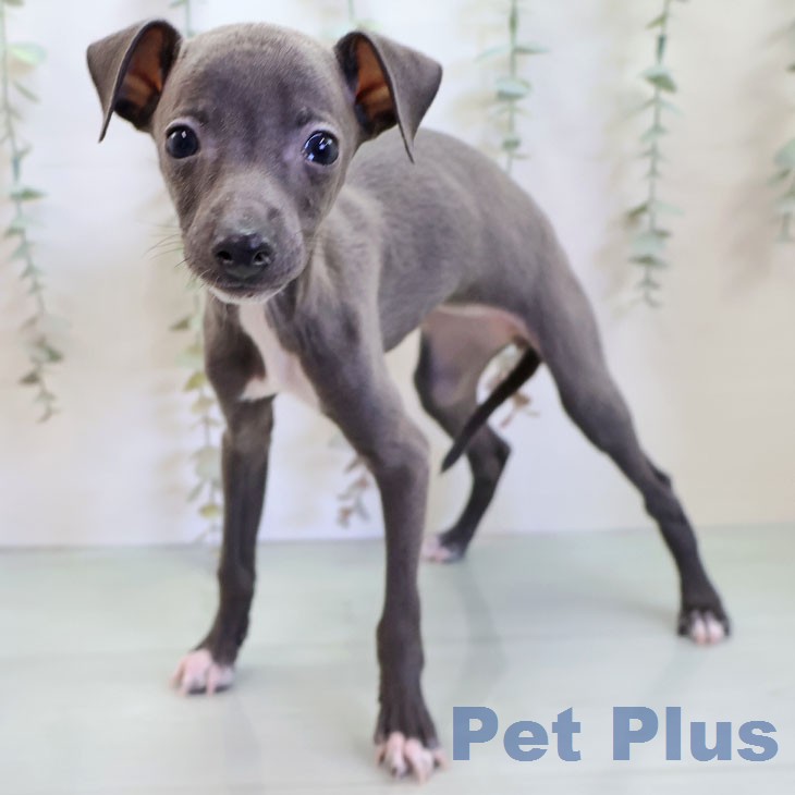 イタリアン・グレーハウンド