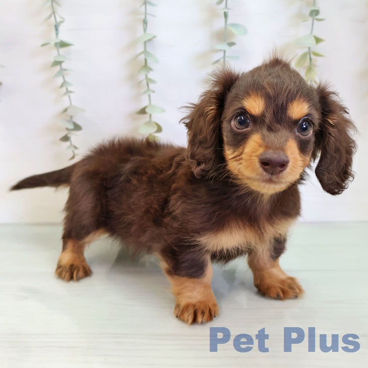 カニーンヘン・ダックスフンド