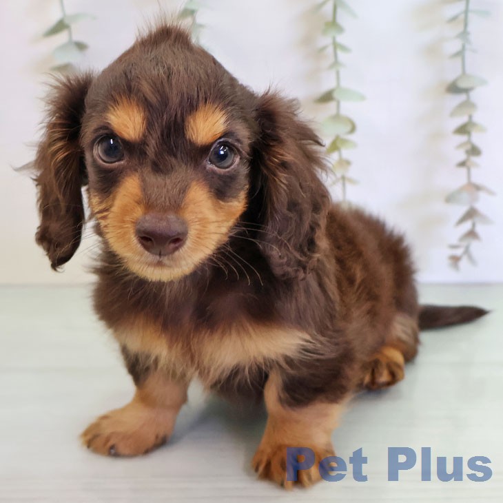 カニーンヘン・ダックスフンドの写真2