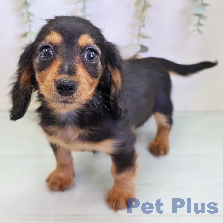 カニーンヘン・ダックスフンド