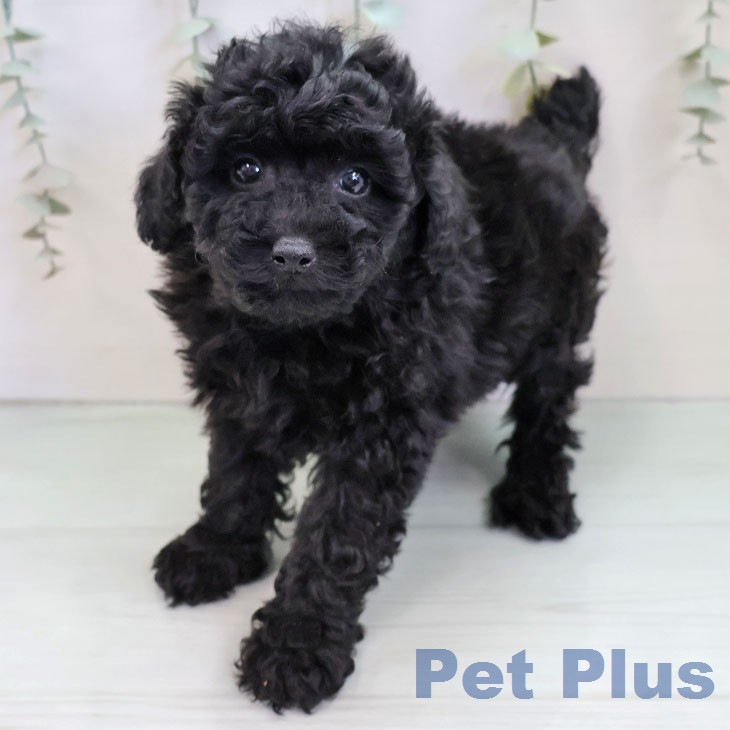 トイ・プードル