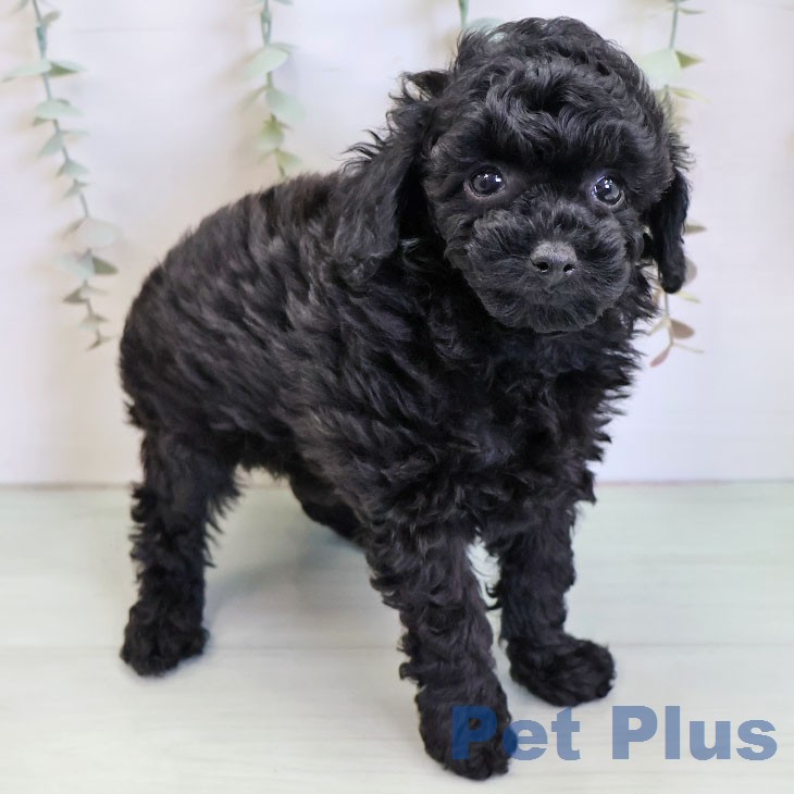 トイ・プードルの写真2