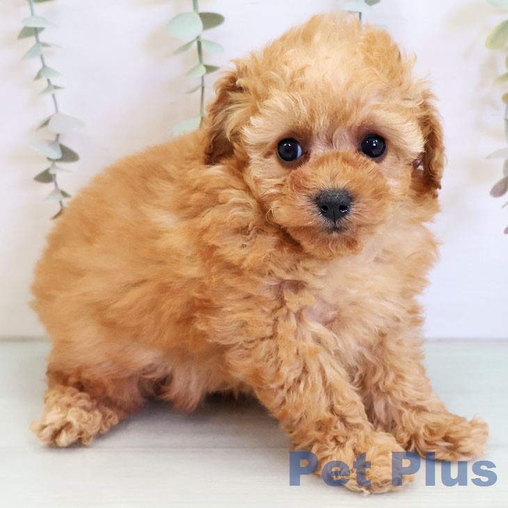 トイ・プードルの写真2