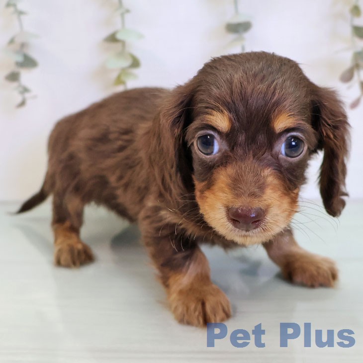 カニーンヘン・ダックスフンド