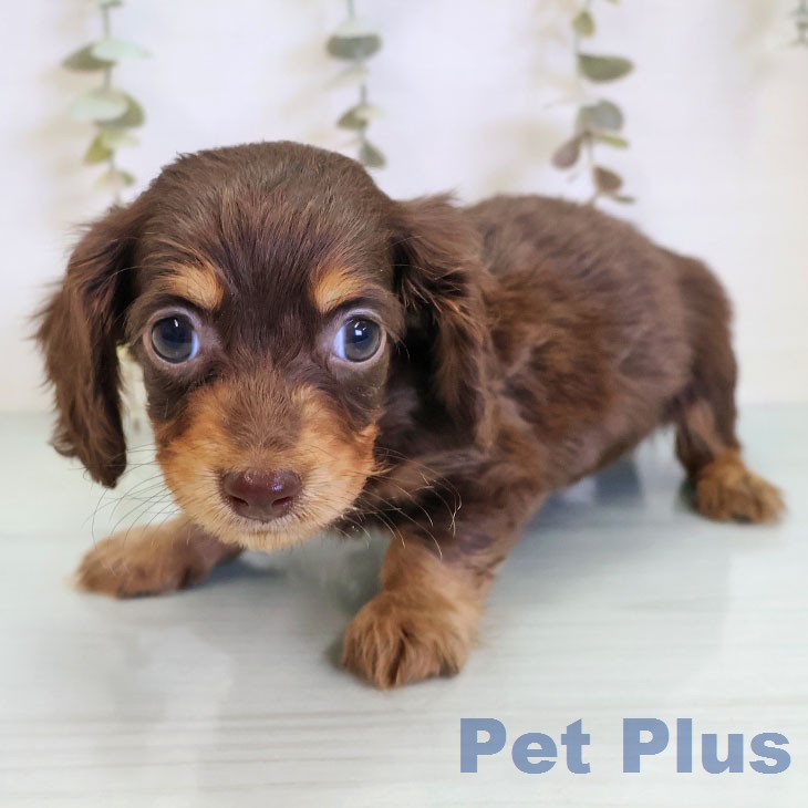 カニーンヘン・ダックスフンドの写真2