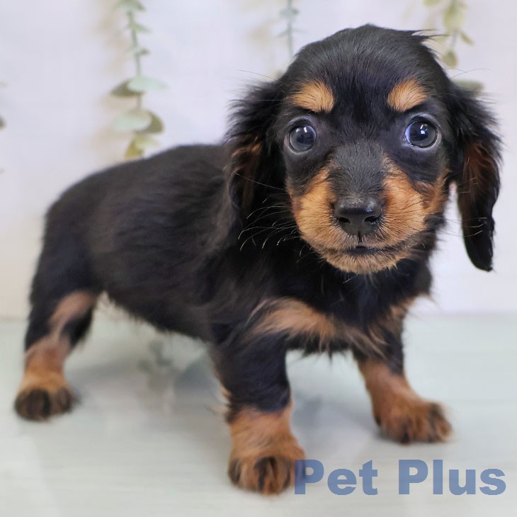 カニーンヘン・ダックスフンド