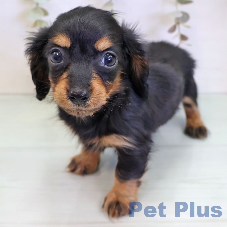 カニーンヘン・ダックスフンド