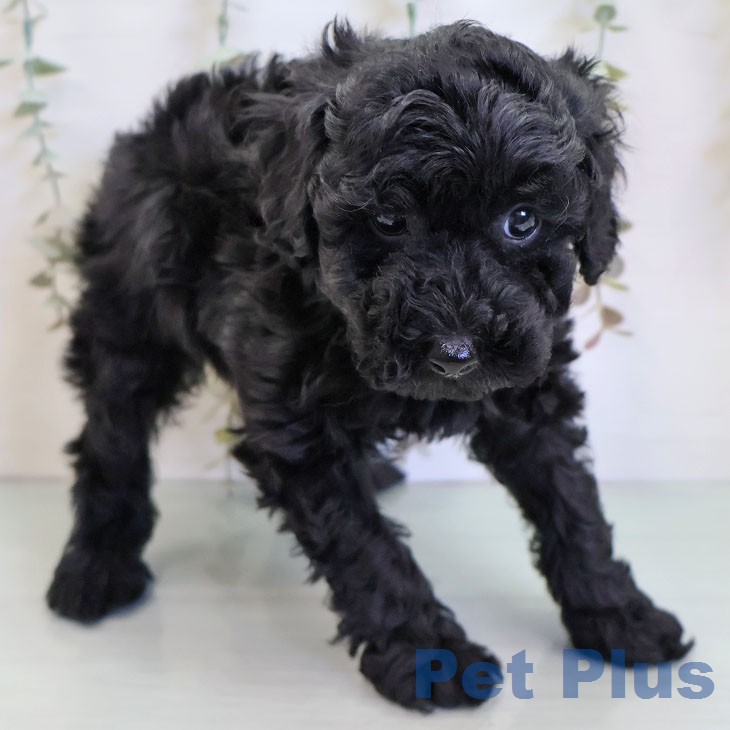 トイ・プードル