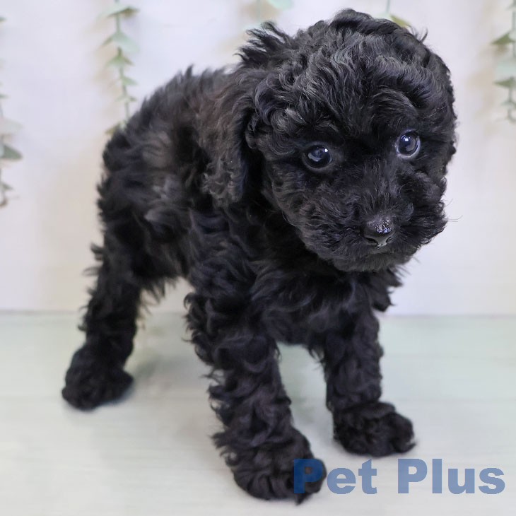 トイ・プードルの写真2