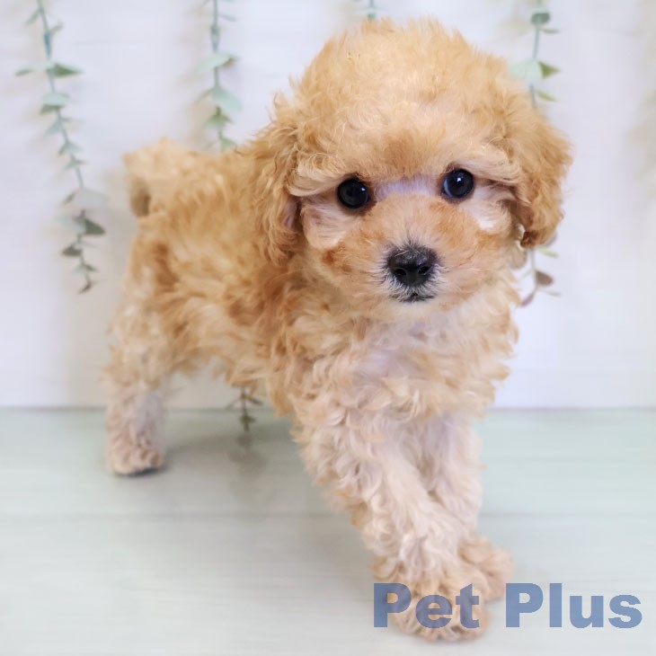 トイ・プードル