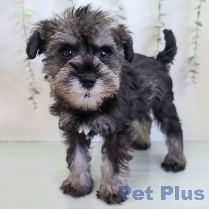 ミニチュア・シュナウザー