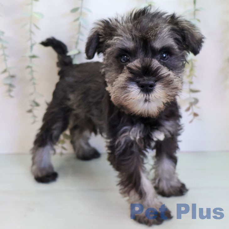 ミニチュア・シュナウザーの写真2