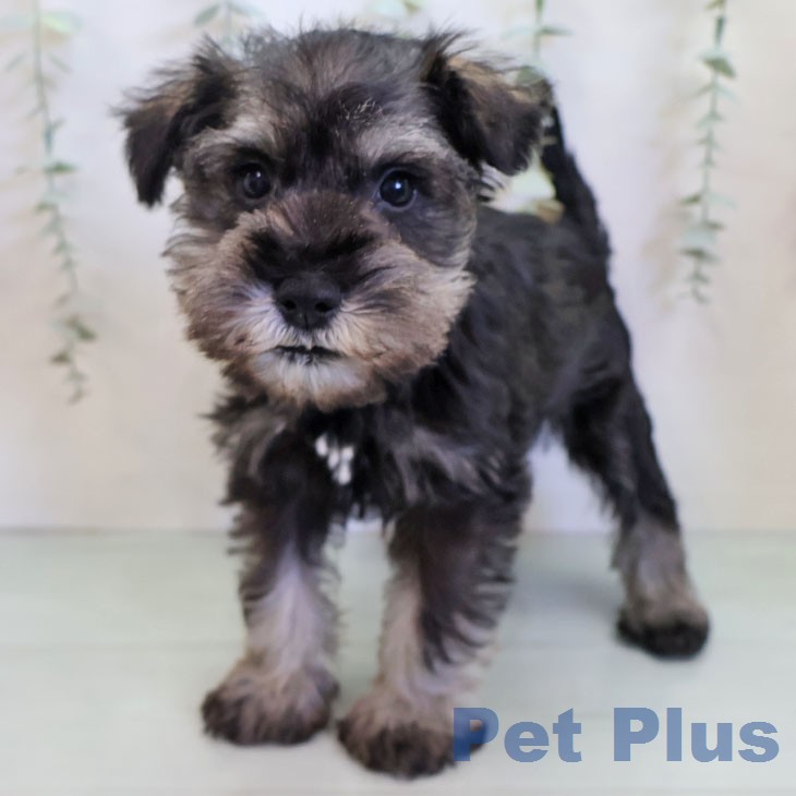 ミニチュア・シュナウザー