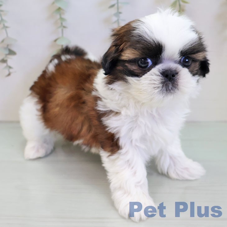 シー・ズーの写真2