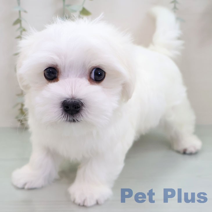 マルチーズの写真2