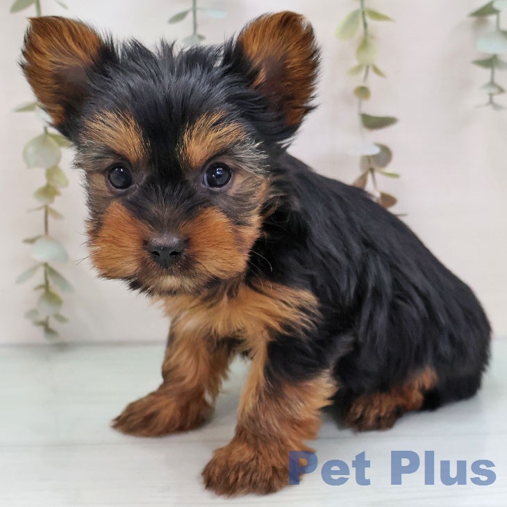 ヨークシャー・テリア