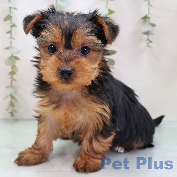 ヨークシャー・テリア