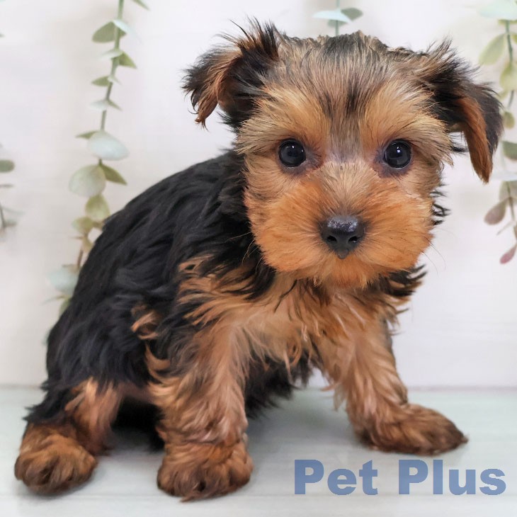 ヨークシャー・テリアの写真2