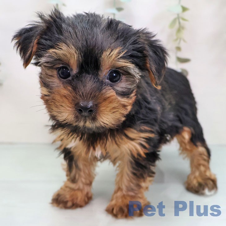 ヨークシャー・テリア