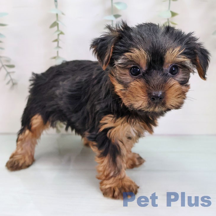 ヨークシャー・テリア