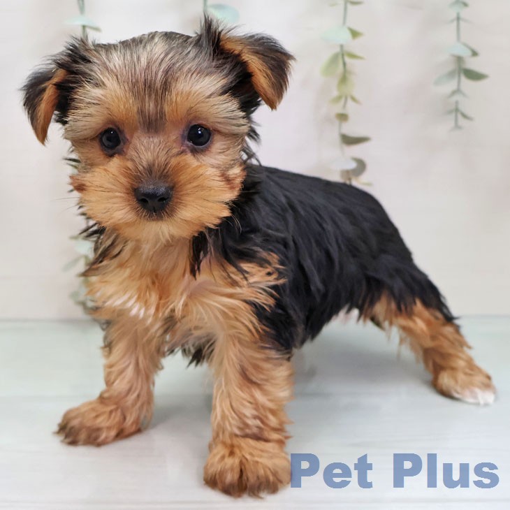 ヨークシャー・テリア