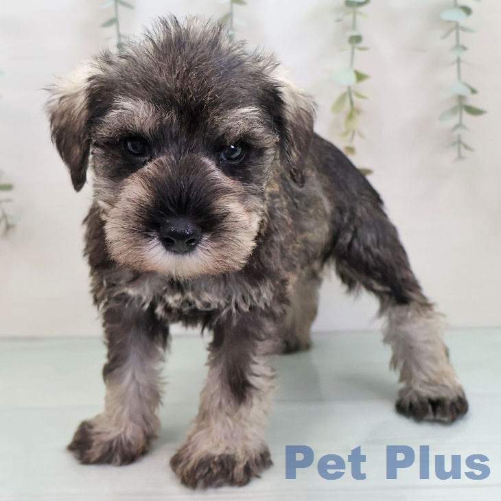 ミニチュア・シュナウザーの写真2