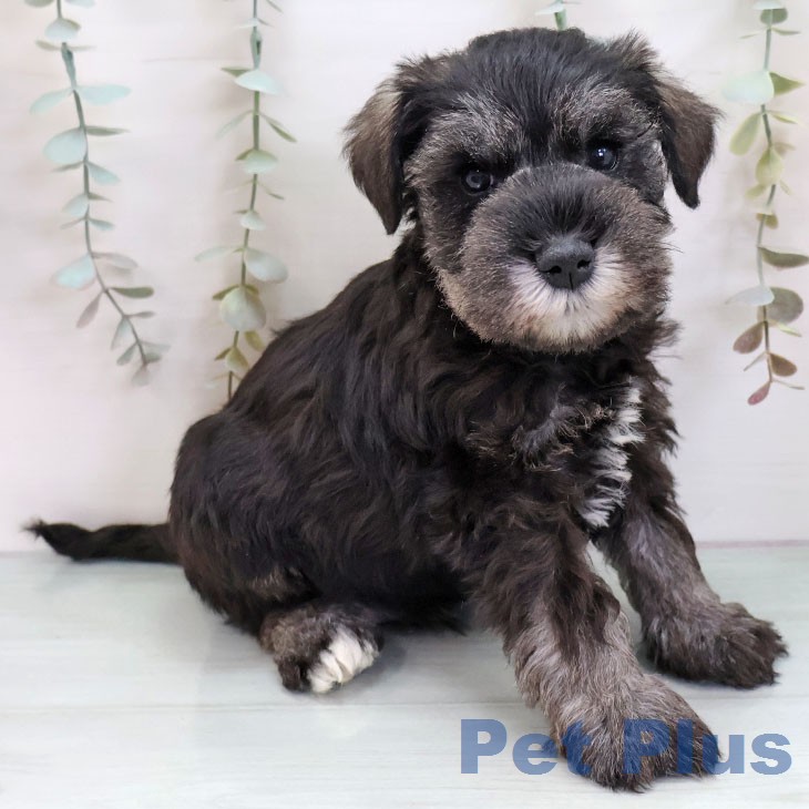 ミニチュア・シュナウザーの写真2