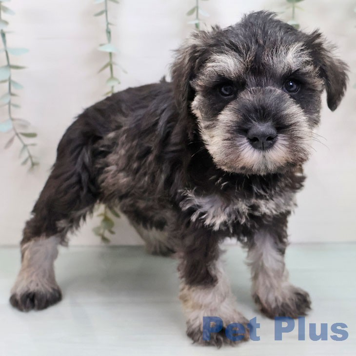 ミニチュア・シュナウザー