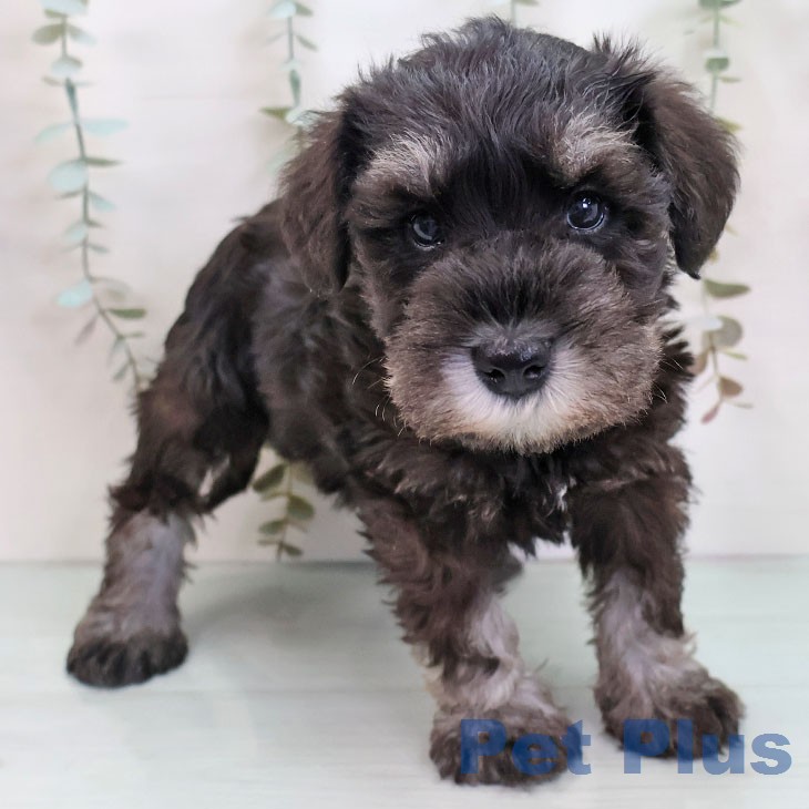 ミニチュア・シュナウザー