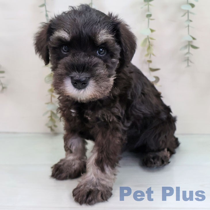 ミニチュア・シュナウザーの写真2