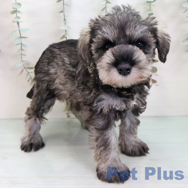 ミニチュア・シュナウザー